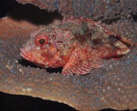 Coral Gardens Dive Site Mooloolaba - Darwin Holiday 2