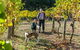 Little River Wines Of Taggerty - thumb 0