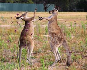 Inland Waters Holiday Parks Wyangala Waters - Darwin Holiday 2