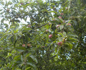 Tin Shed Cider - Darwin Holiday 1