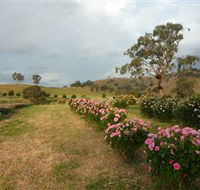 Damasque Rose Oil Farm - Darwin Holiday