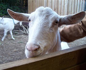 Drysdale Cheeses - Darwin Holiday 0