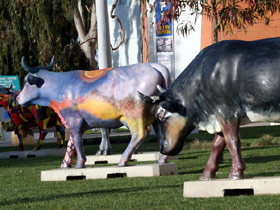 Drysdale Cheeses - Darwin Holiday 6