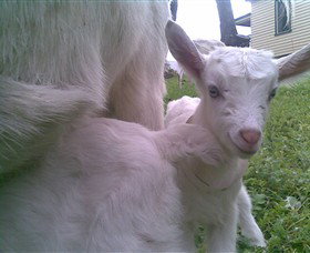 Drysdale Cheeses - Darwin Holiday 3