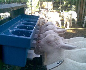 Drysdale Cheeses - Darwin Holiday 9