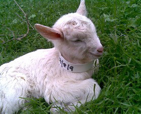 Drysdale Cheeses - Darwin Holiday 12