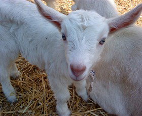 Drysdale Cheeses - Darwin Holiday 14