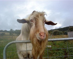 Drysdale Cheeses - Darwin Holiday 16