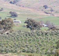 Wymah Organic Olives and Lambs - Darwin Holiday