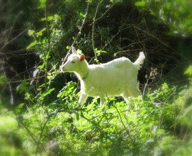 Karmic Goat Soapworks - Darwin Holiday 1