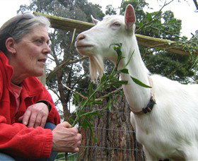 Karmic Goat Soapworks - Darwin Holiday 2