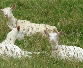 Karmic Goat Soapworks - Darwin Holiday 6