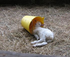 Karmic Goat Soapworks - Darwin Holiday 7