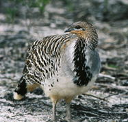 Yongergnow Australian Malleefowl Centre - Darwin Holiday