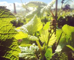 Punt Road Winery - Darwin Holiday 0