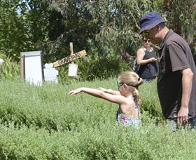 Hedgend Maze And Healesville Laser Sport - Darwin Holiday 2