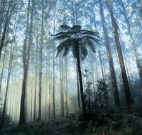 Yarra Ranges National Park - Darwin Holiday