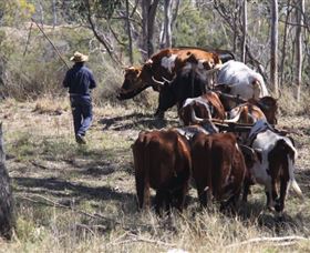 Gleneden Organic Farm And The Gleneden Bullock Team - Darwin Holiday 1