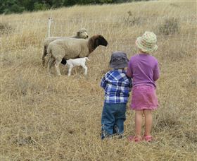 Gleneden Organic Farm And The Gleneden Bullock Team - Darwin Holiday 3