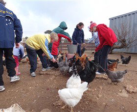 Bathurst Farm Experience - Darwin Holiday 2