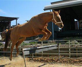 Boggy Creek Shows - Darwin Holiday 3
