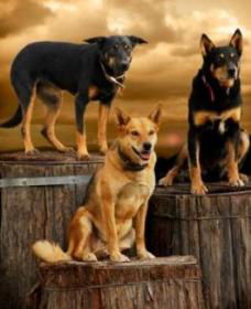 Boggy Creek Shows - Darwin Holiday 1