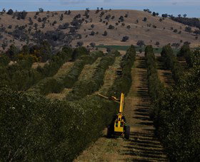 Rylstone Olive Press - Darwin Holiday 2