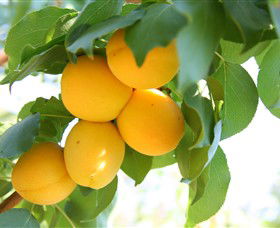 Rayner's Orchard - Darwin Holiday 1