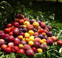 Rayner's Orchard - Darwin Holiday