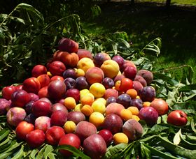 Rayner's Orchard - Darwin Holiday 0