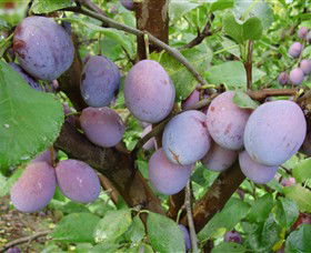 Rayner's Orchard - Darwin Holiday 5