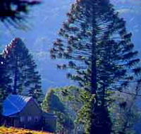 Bunya Mountains National Park - Darwin Holiday