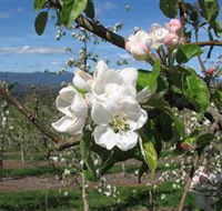 Mouat's Farm - Darwin Holiday
