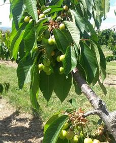 Mouat's Farm - Darwin Holiday 2