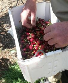 Mouat's Farm - Darwin Holiday 3