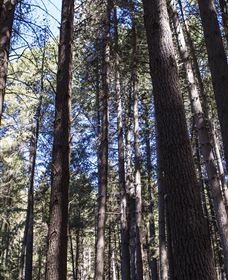 Sugarpine Walk - Darwin Holiday 1