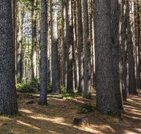 Sugarpine Walk - Darwin Holiday