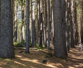 Sugarpine Walk - Darwin Holiday 0