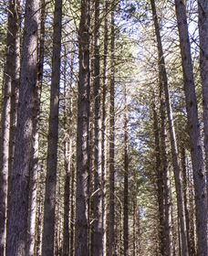 Sugarpine Walk - Darwin Holiday 3