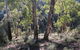 Mount Gray Walking Track - thumb 0