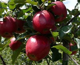 Wilgro Orchards - Darwin Holiday 3