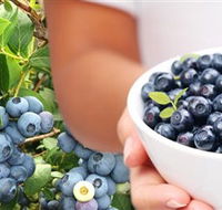 Jolly Berries - Darwin Holiday