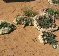 Coorow Wreath Flowers - Darwin Holiday
