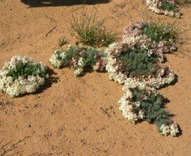 Coorow Wreath Flowers - Darwin Holiday 0