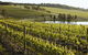 Yabby Lake Vineyard & Cellar Door - thumb 7