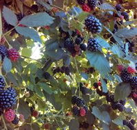 Gunnadoo Berries - Darwin Holiday