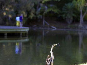 Birdwatching In The South Burnett - Darwin Holiday 0