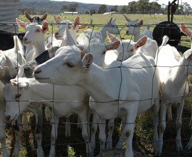 Jannei Artisan Cheese Makers - Darwin Holiday 5