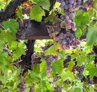  Murrumbateman Winery Company Pty Ltd  - Darwin Holiday