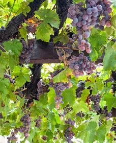  Murrumbateman Winery Company Pty Ltd  - Darwin Holiday 0